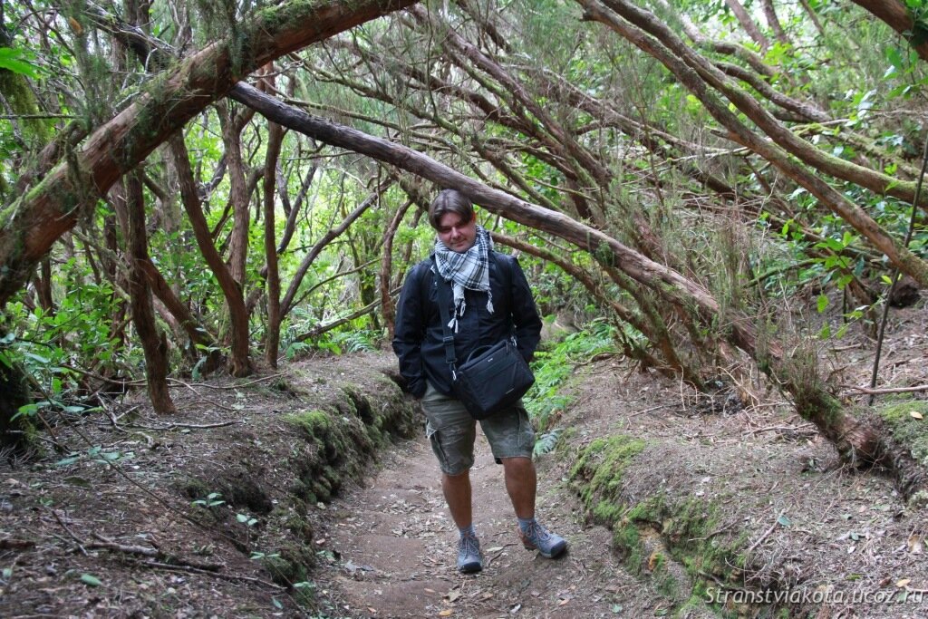 Тенерифе, реликтовые леса Анаги
