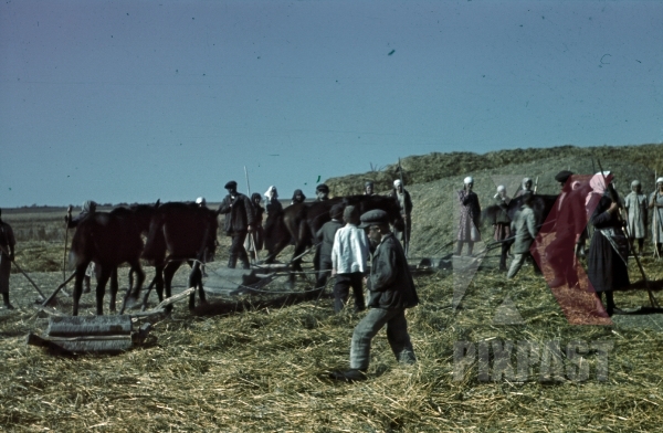stock-photo-ukrainian-farmer-peasant-women-with-cows-wagon-collecting-fresh-hay-krim-kretsch-1942-22nd-panzer-division-12024.jpg