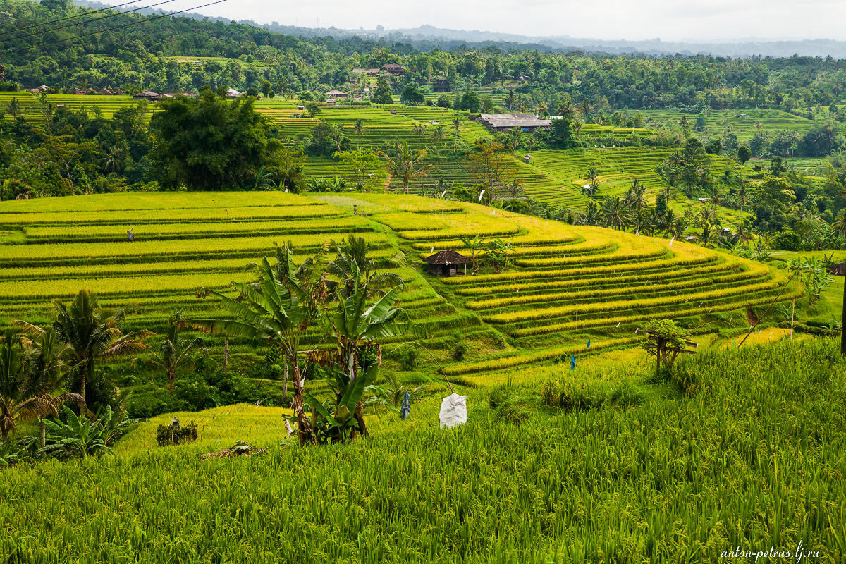 Изумруды рисовых полей. Бали