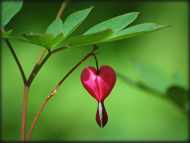 Разбитое сердце ветки. Растение в виде сердечка. Цветы в виде сердечек. Разбитое сердце цветок. Растение ввида сердца.