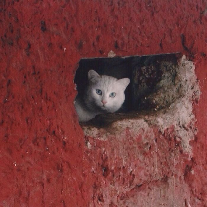 Тайный мир бездомных кошек Казахстана в талантливых фотографиях Евгении Гор