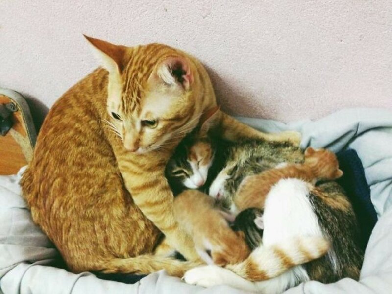 Кот поддержал кошку во время родов