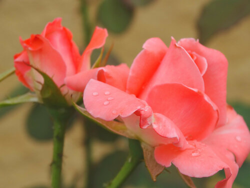 И под дождём прекрасны розы...