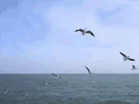 Прелестный фон-анимация с морем - Бесплатный красивый фон с морем для живой открытки
