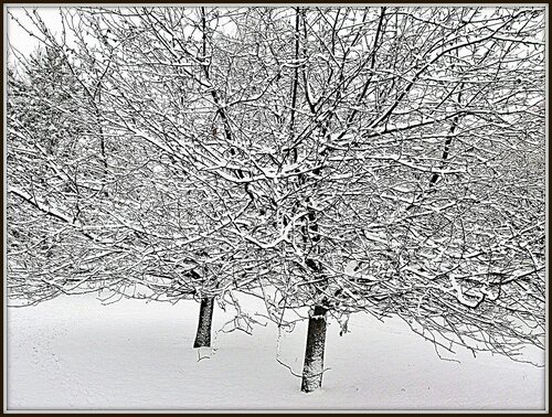 Яблони в снегу