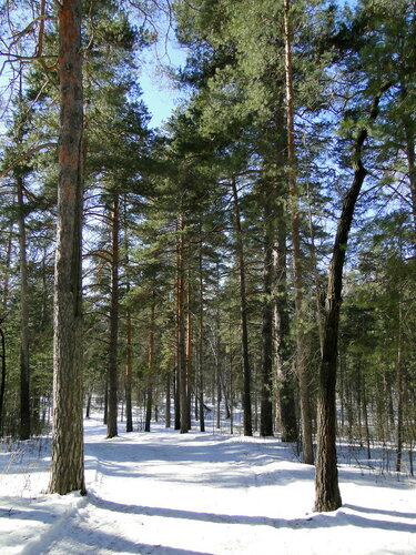 Мартовский лес