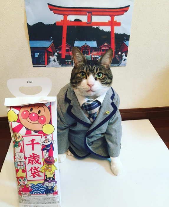 Фото самого терпеливого кота в мире