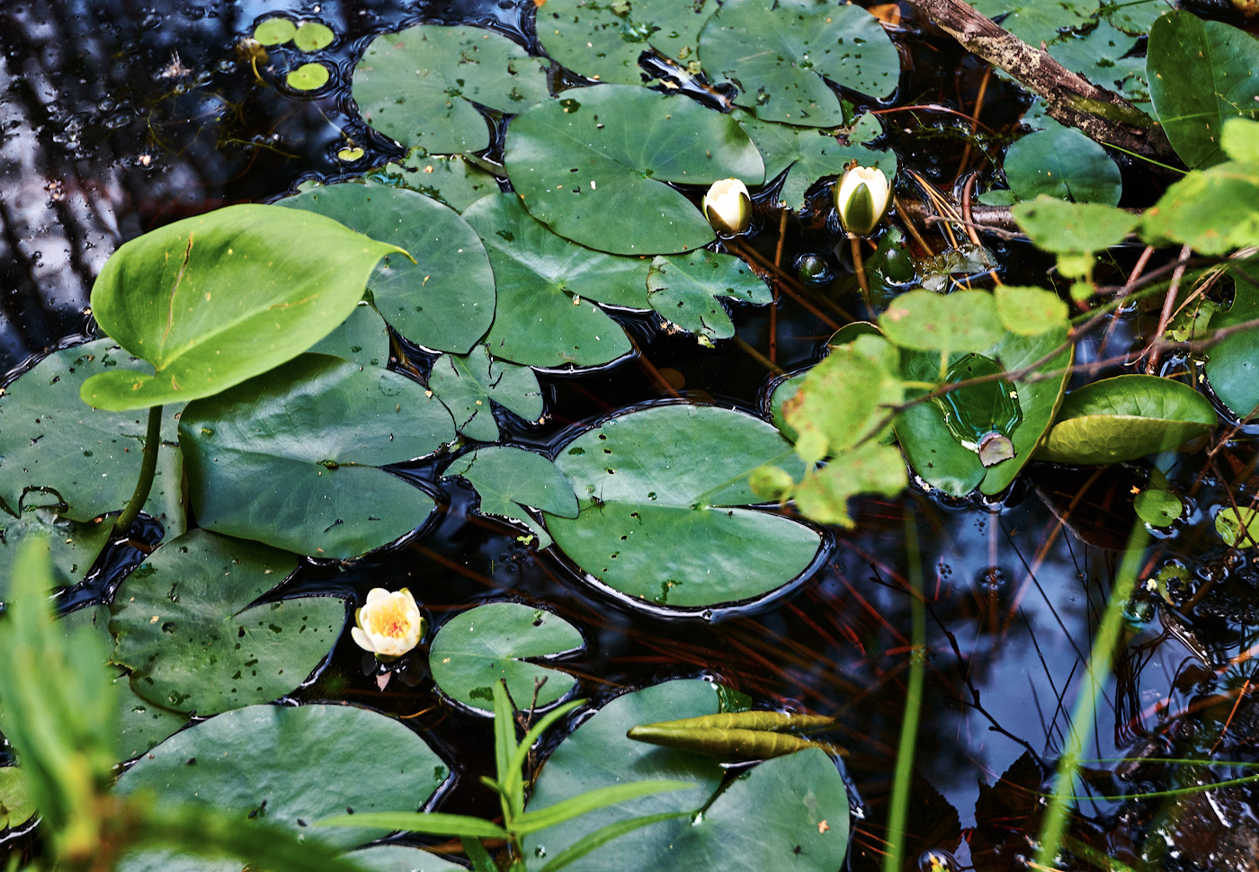Растениями болота являются. Стрелолист кувшинка белая. Белокрыльник на болотах. Белокрыльник болотный ручей. Стрелолист аквариумное.