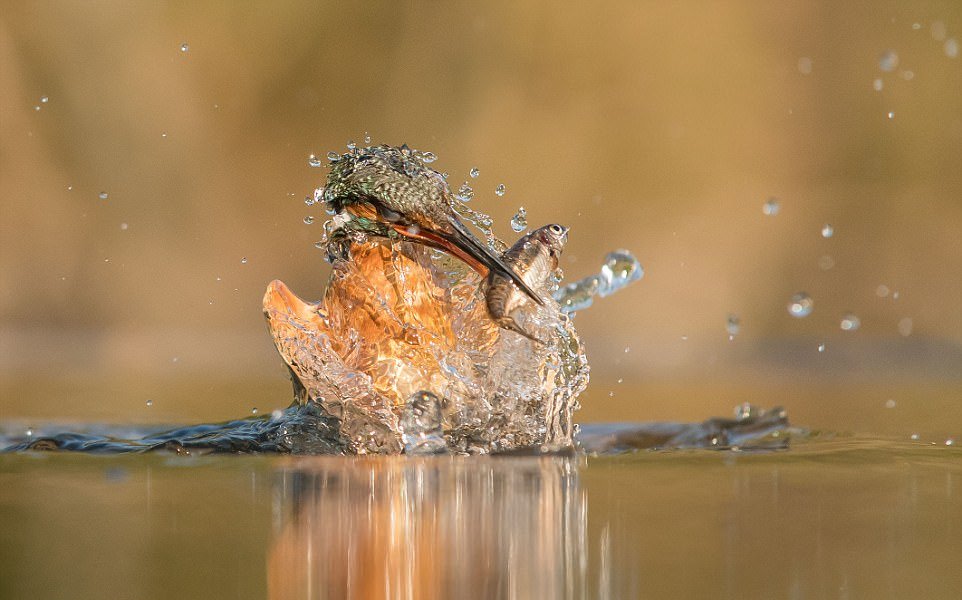 Идеальные снимки ныряющего зимородка