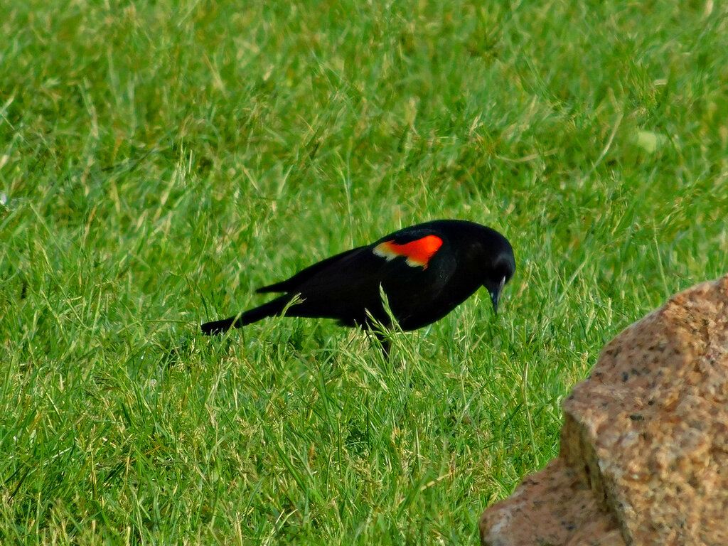 Черная птица с красной головой