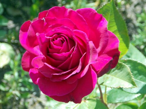 Роза июня
