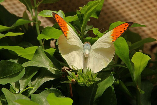 Чудо бабочка