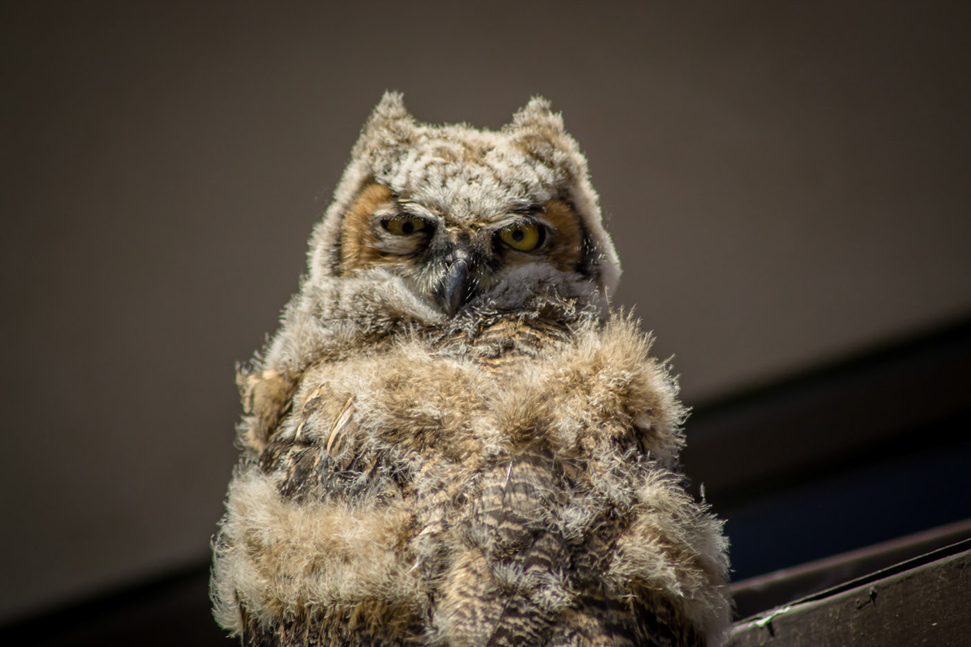 Young Great Horned Owl / фото Cynthia Parks