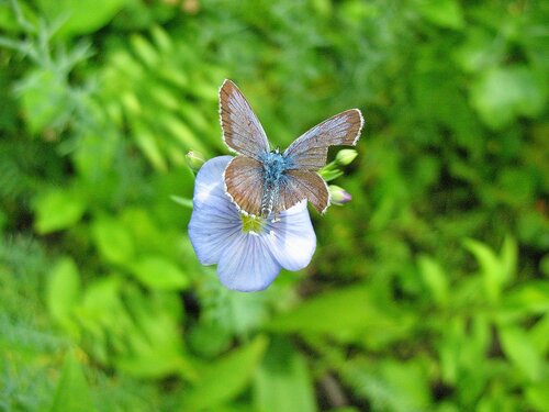 Потрёпанная бабочка на цветочке льна
