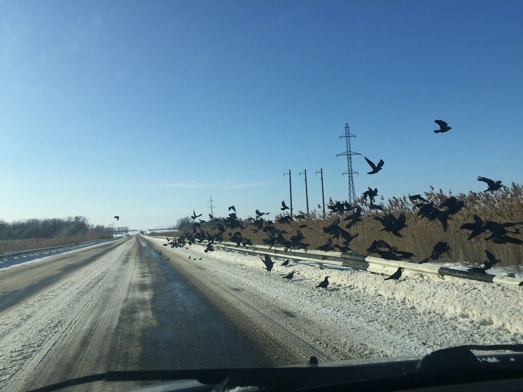 Птицы на дорогах зимой