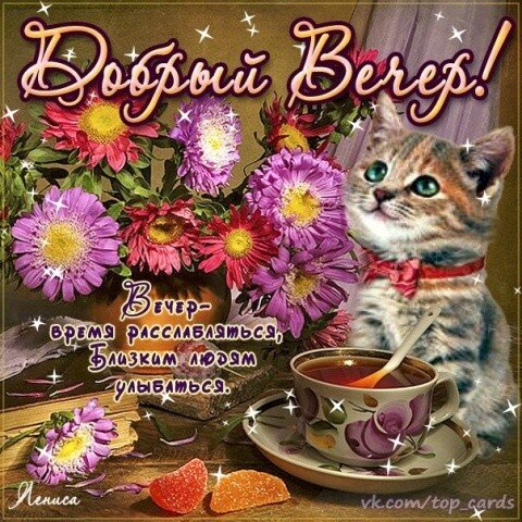 Красочное пожелание «Доброго вечера» с котами - Самые красивые и оригинальные живые открытки для любого праздника для вас
