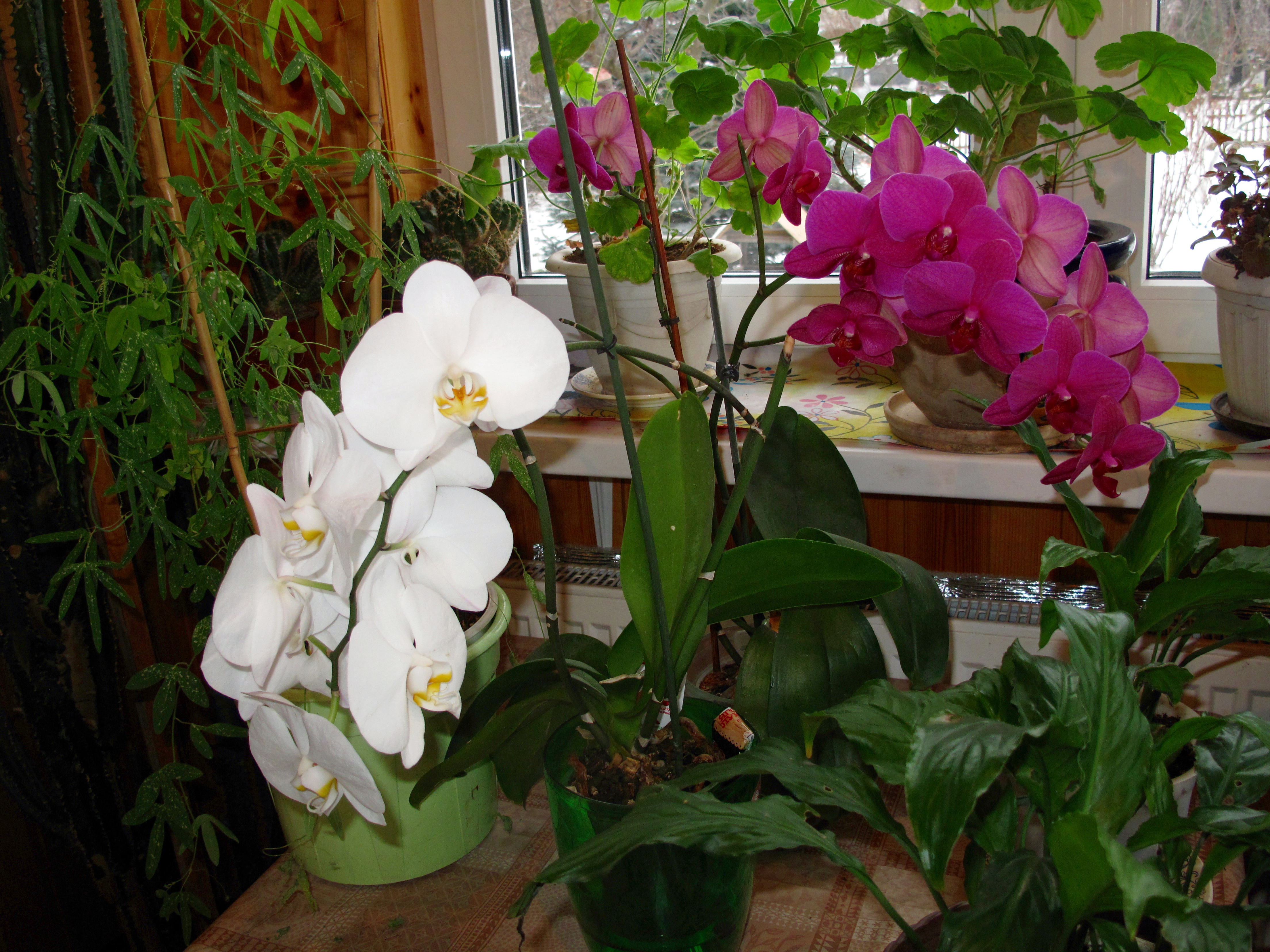 Орхидеи зимой как ухаживать. Орхидеи России в природе. Зимняя Орхидея.. Уход за орхидеей зимой в домашних условиях. Орхидеи зимой на окне реальное фото.