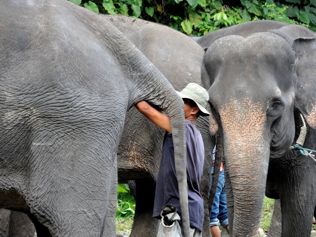 Слоны в Тангкахане