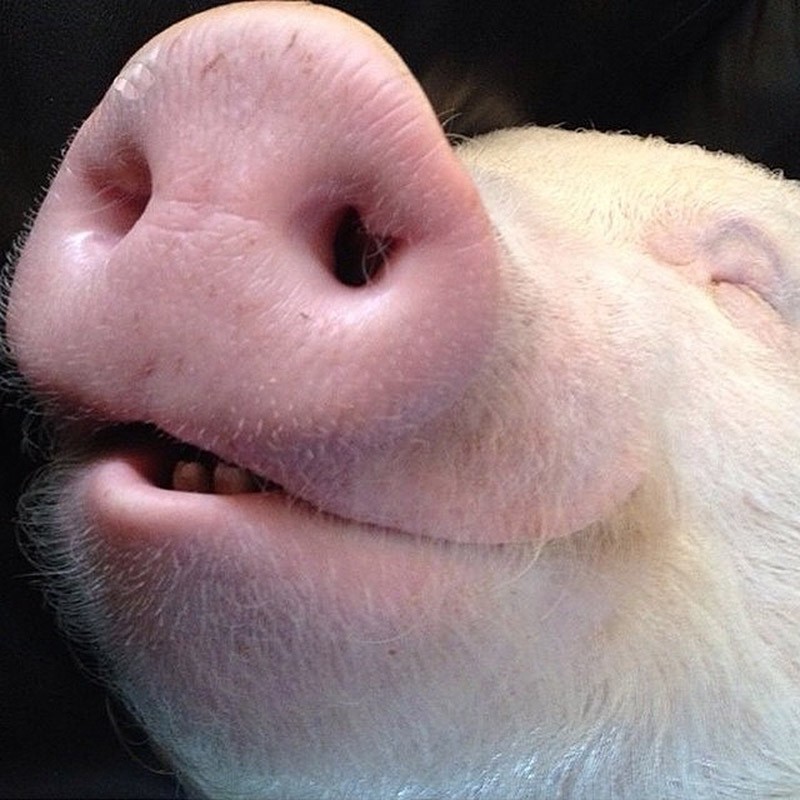 Хрюкает носом год. Свинья улыбается. Свинка улыбается. Поросенок улыбается.