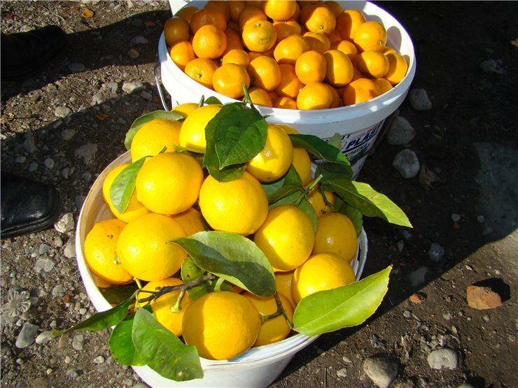 Купить лимон мандарин. Лимонное дерево в Абхазии. Лимон Новоафонский. Абхазия мандарины и хурма. Лимонное дерево Новоафонский.