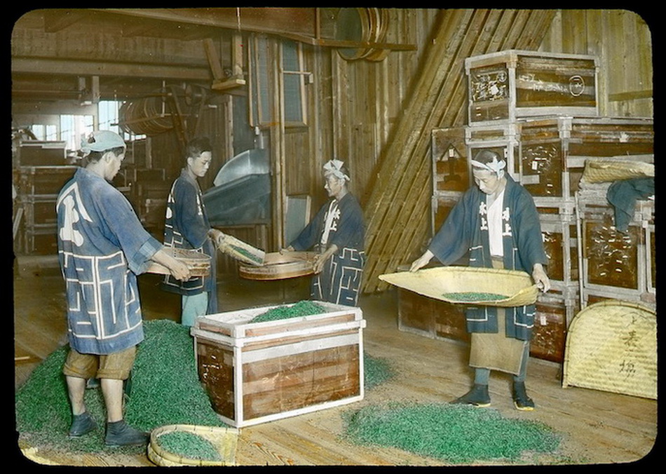 Как собирали и делали зеленый чай в Японии в начале XX века