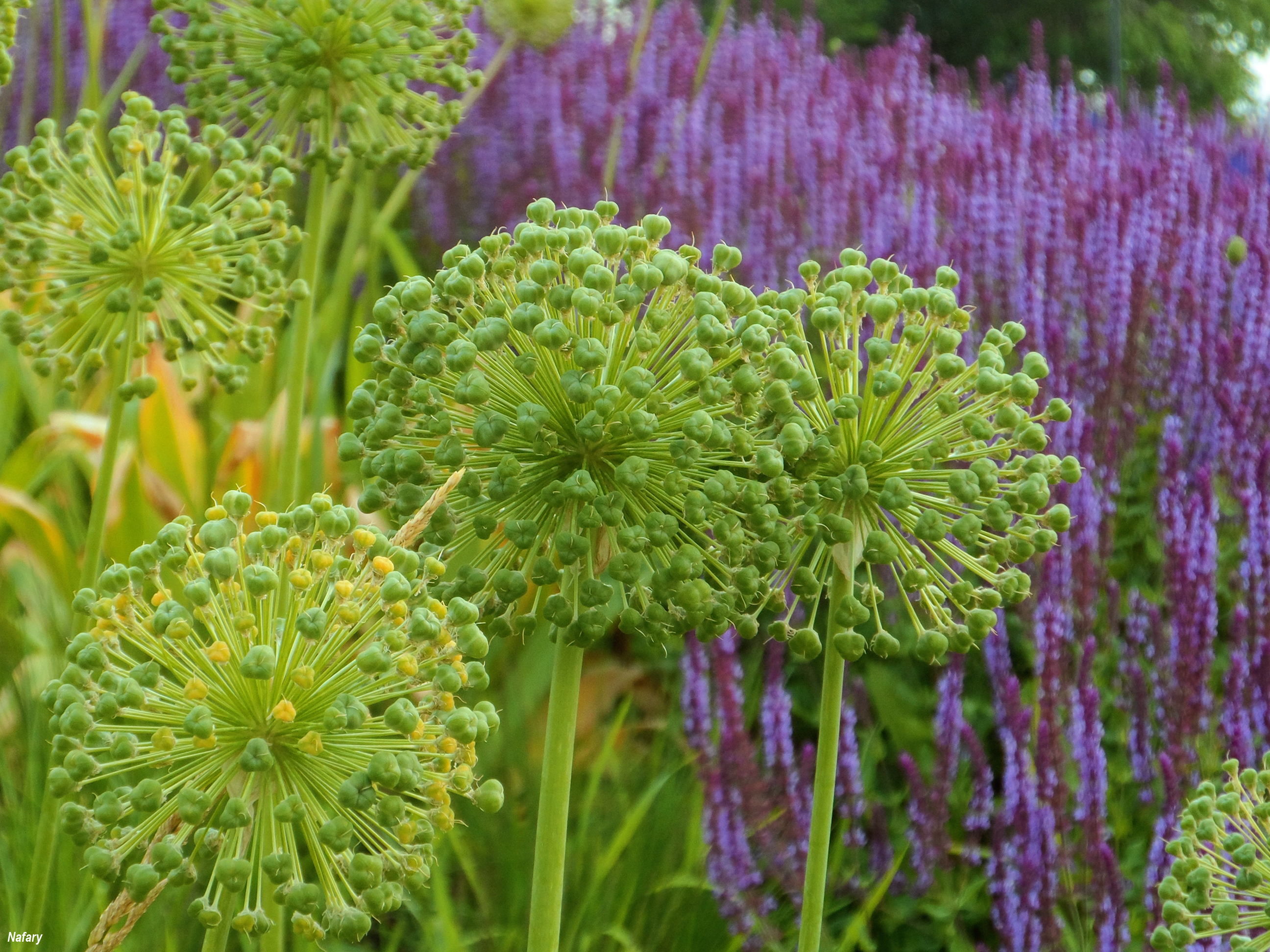 Цветы парка Музеон