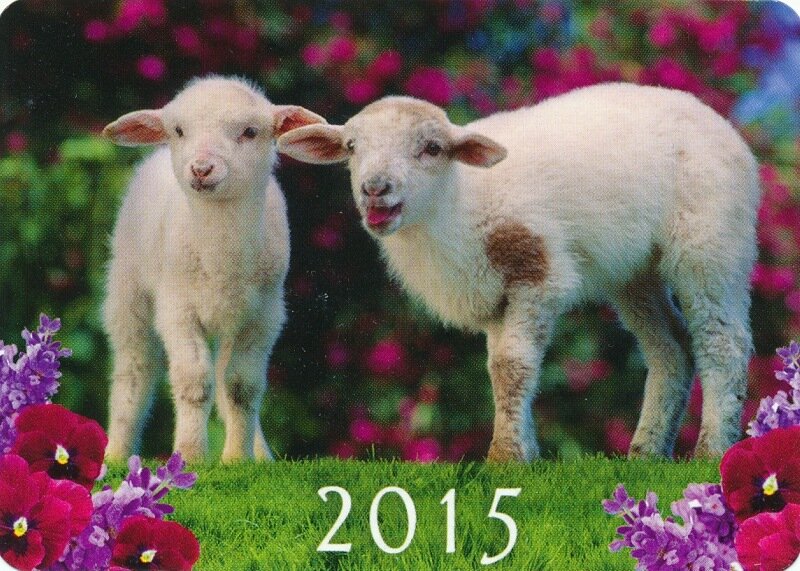 2015 года барана. 2015 Год овцы. Календарики на 2015 год овца. Год овцы 2027. Фото календарь на 2015 год с овечкой.