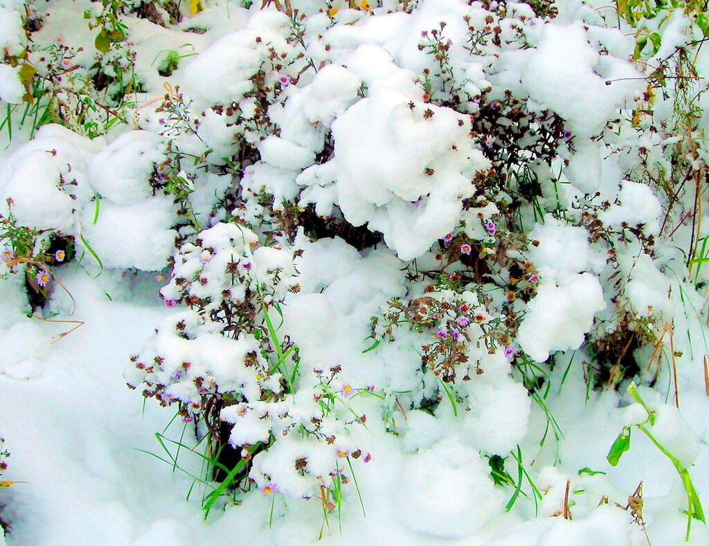 Цветков сугробов. Растения под снегом. Растения зимующие под снегом. Ромашки под снегом. Растения под снегом зимой.