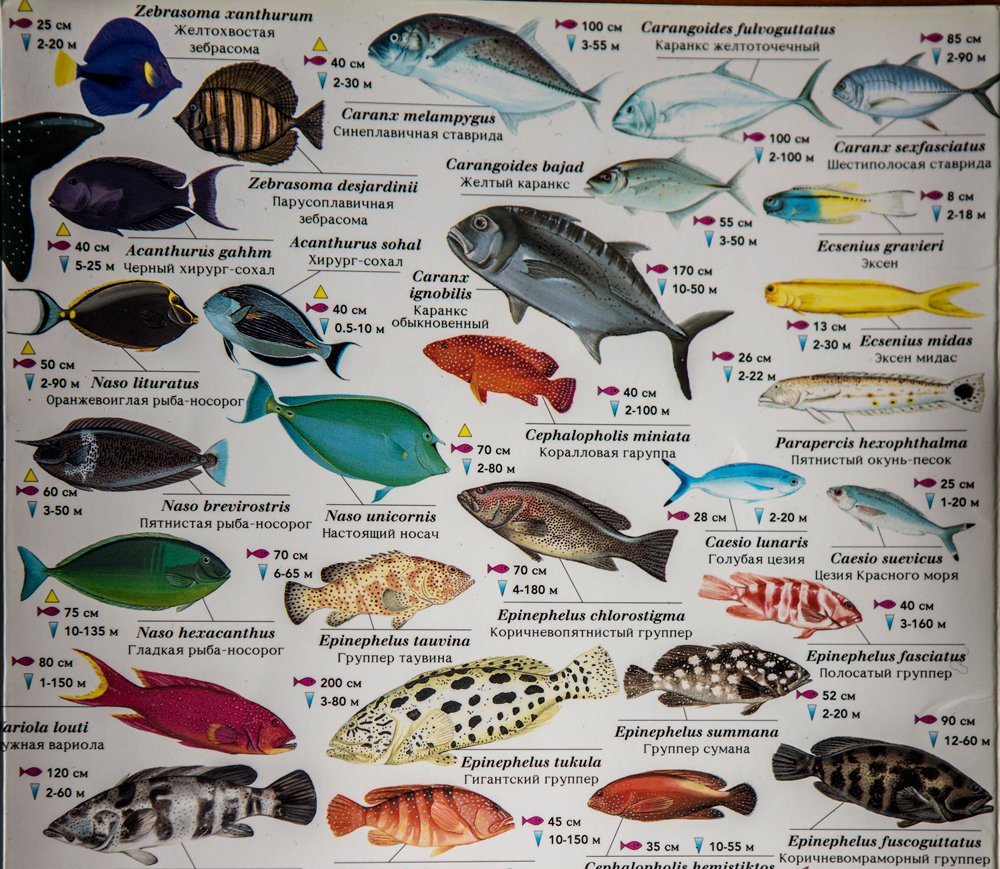 Морская рыба фото и названия