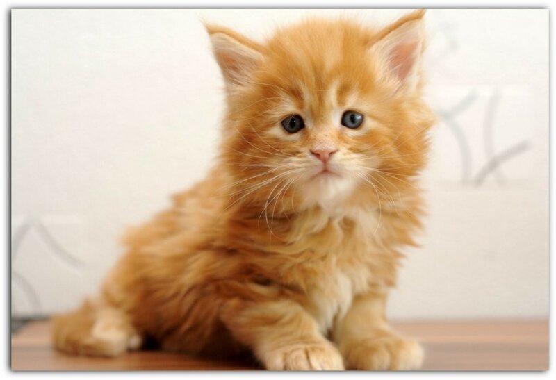 Купить кошку в курске. Котёнок рыжий настоящий фото как Симба.