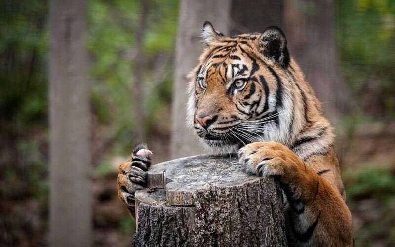 Мы этого не знали! 10 малоизвестных фактов о тиграх