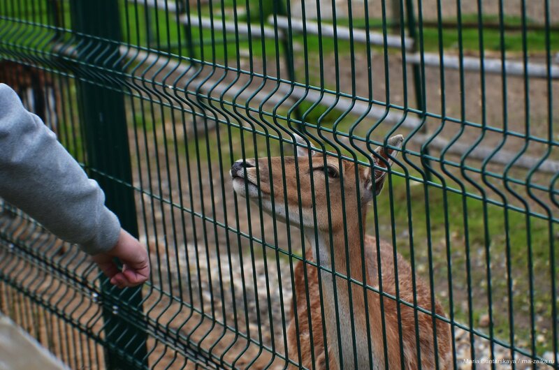 В зоопарке, Ярославль, 12 июня 2015 года