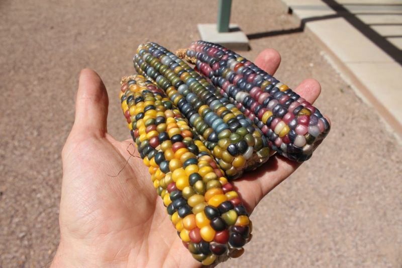 Самая интересная и красивая в мире цветная кукуруза