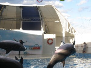 Резвящиеся дельфины в дельфинарии Коктебеля