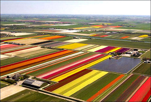 Плантации разноцветных тюльпанов