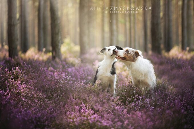 Алисия Змысловска: 20 красивых розовых портретов собак