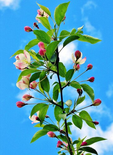 Ветка цветущей яблони