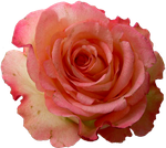 высококачественный цветочный клипарт розы