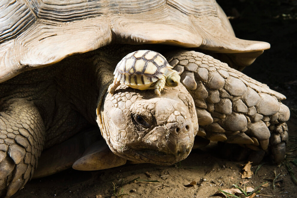 Hungary Tortoise Zoo