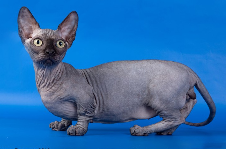 Необычные породы кошек фотографии