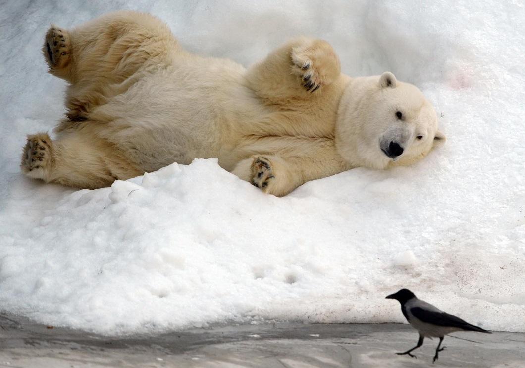 9. Белый медведь играет в Московском зоопарке. (© Василий Максимов / AFP)