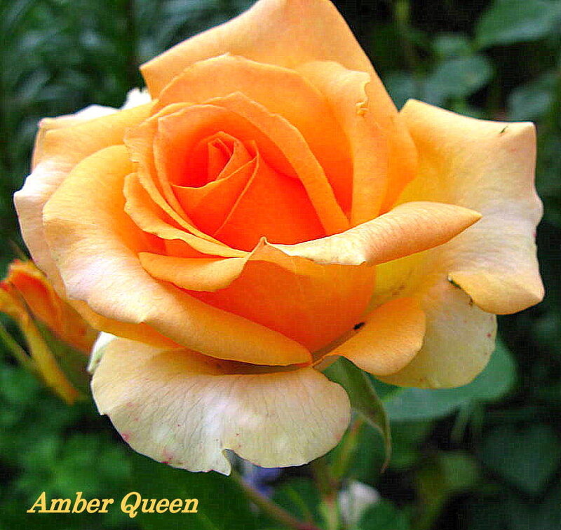Amber Queen