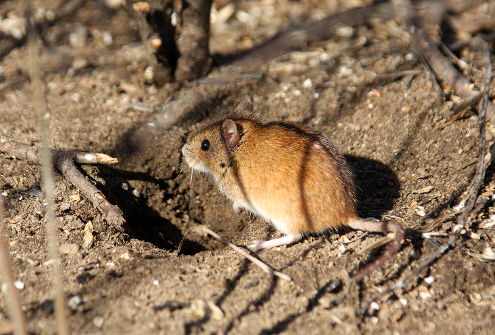 Мыши живущие в лесу. Мышь полевка с коротким хвостом. Ареал мыши полевки. Обыкновенная полевка с хвостом.