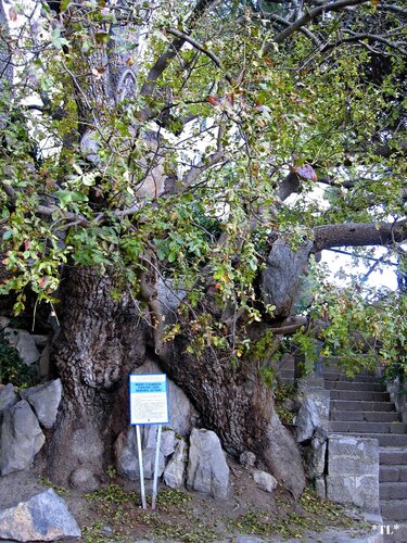 ФИСТАШКА ТУПОЛИСТНАЯ. Старейшее дерево Крыма. Возраст более 1000 лет