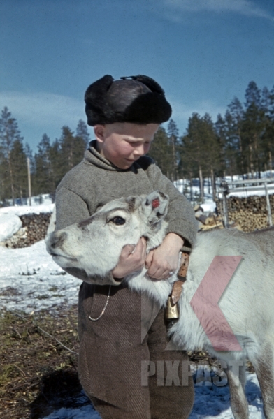 stock-photo-boy-with-caribou-calf-finland-1944-10774.jpg