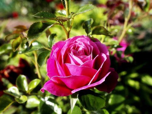 розовая роза