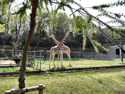 Зоопарк Нагоя Higashiyama Zoo