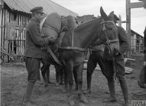 1919. Русские офицеры грузят вещи на лошадь, Мурманск