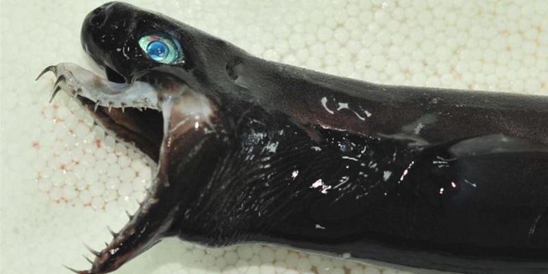 В Тихом океане поймали акулу-Чужого с выдвижными челюстями (2 фото)