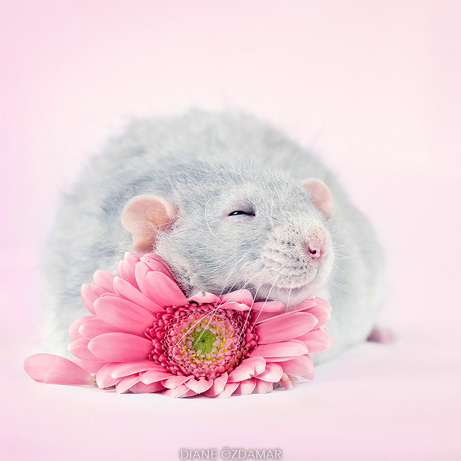 Милая мышь. Милые крыски. Милые мышки. Красивая мышка. Мышка с цветочком.